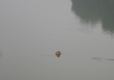 Cụ Rùa Hồ Gươm nổi nhiều lần sát bờ - 4