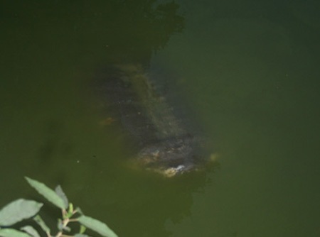 Cụ Rùa Hồ Gươm nổi nhiều lần sát bờ - 7