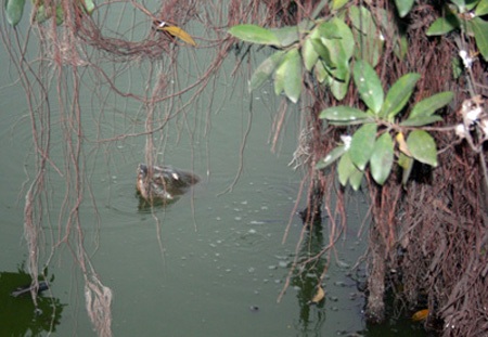 Cụ Rùa Hồ Gươm nổi nhiều lần sát bờ - 5