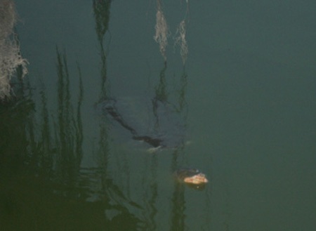 Cụ Rùa Hồ Gươm nổi nhiều lần sát bờ - 8