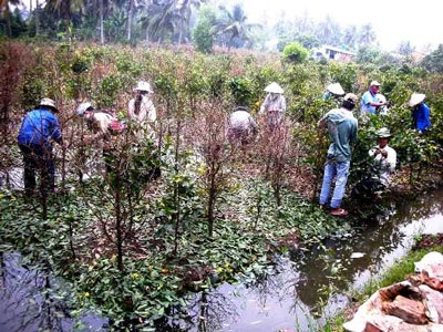 Đào phương Bắc mừng đón rét, mai miền Nam lo ngậm nụ - 2