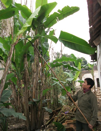 Thăm làng buôn lá chuối ngày cuối năm - 1