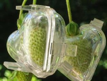 Quả dâu tây tình yêu - 1