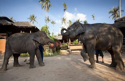 Voi học chơi bóng rổ - 9 Voi học chơi bóng rổ - 9