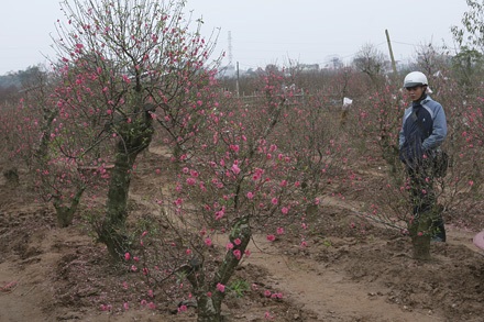 Thú chơi hoa Tết Việt Nam dưới con mắt người nước ngoài - 1 Thú chơi hoa Tết Việt Nam dưới con mắt người nước ngoài - 1