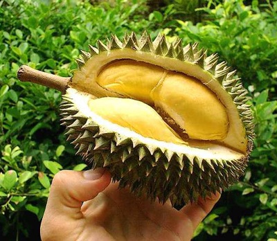 Sầu riêng: Bổ từ trong ra ngoài - 1 Sầu riêng: Bổ từ trong ra ngoài - 1