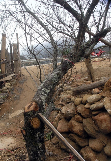 Cành đào cổ thụ có giá bằng… con trâu nái - 2