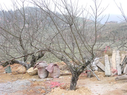 Cành đào cổ thụ có giá bằng… con trâu nái - 1