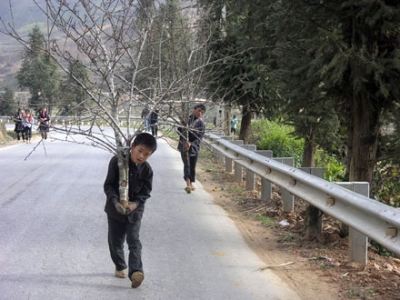 Cành đào cổ thụ có giá bằng… con trâu nái - 4