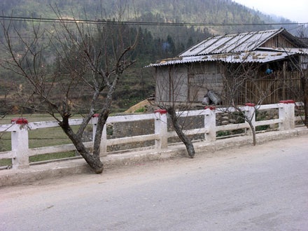 Cành đào cổ thụ có giá bằng… con trâu nái - 3