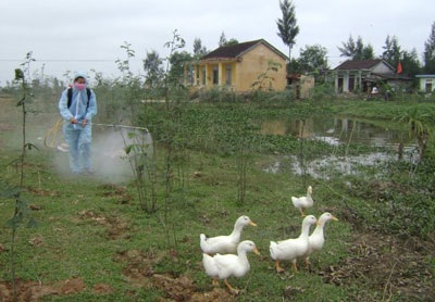 Tiêu huỷ hơn 1.000 con vịt nhiễm bệnh lạ - 1