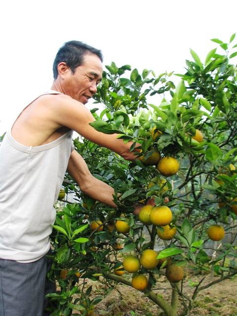 Nhộn nhịp làng cam Xã Đoài cuối năm - 4 Nhộn nhịp làng cam Xã Đoài cuối năm - 4