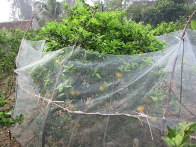 Nhộn nhịp làng cam Xã Đoài cuối năm  - 2