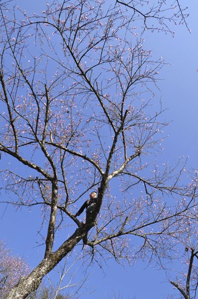 “Hút” mắt sắc màu đào phai Sa Pa - 9