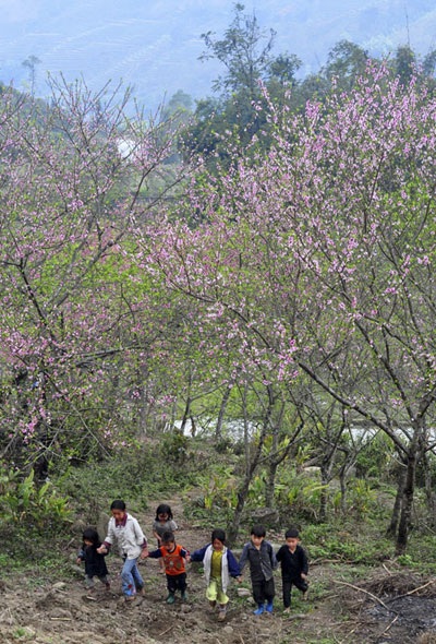 “Hút” mắt sắc màu đào phai Sa Pa - 10