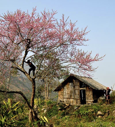 “Hút” mắt sắc màu đào phai Sa Pa - 11