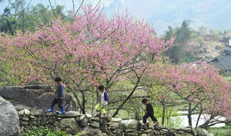 “Hút” mắt sắc màu đào phai Sa Pa - 1