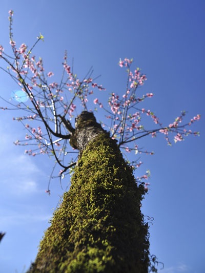 “Hút” mắt sắc màu đào phai Sa Pa - 3