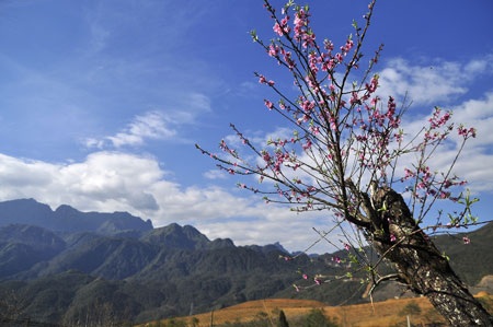 “Hút” mắt sắc màu đào phai Sa Pa - 12