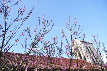 “Hút” mắt sắc màu đào phai Sa Pa - 4