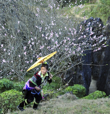 “Hút” mắt sắc màu đào phai Sa Pa - 5