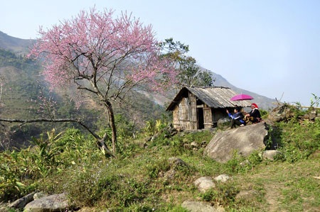 “Hút” mắt sắc màu đào phai Sa Pa - 6