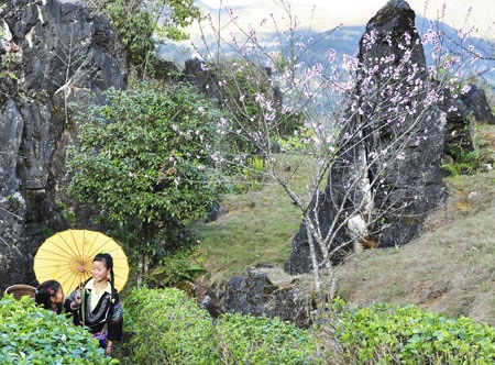 “Hút” mắt sắc màu đào phai Sa Pa - 8