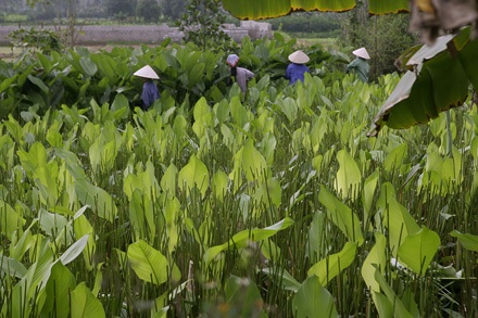 Một mai lá dong Tràng Cát... - 2