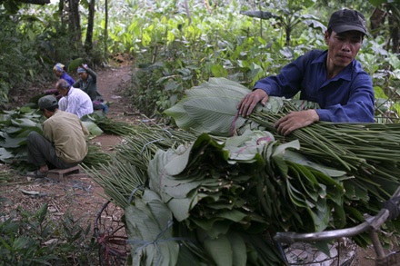 Một mai lá dong Tràng Cát... - 4