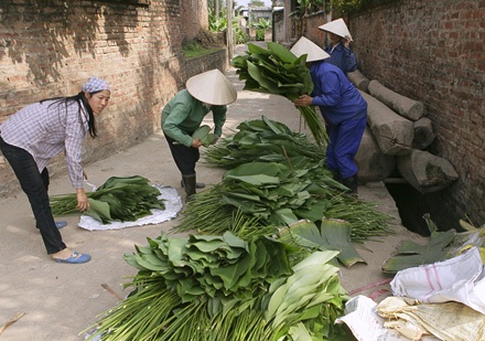 Một mai lá dong Tràng Cát... - 5