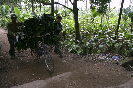 Một mai lá dong Tràng Cát... - 6