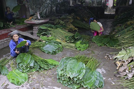 Một mai lá dong Tràng Cát... - 7