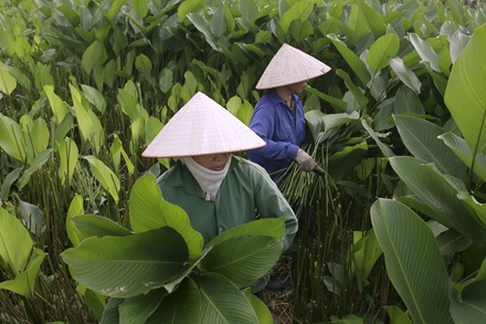 Một mai lá dong Tràng Cát... - 3