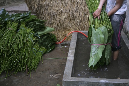 Một mai lá dong Tràng Cát... - 8