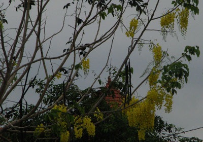 Tết Tây Đô đâu chỉ mỗi mai vàng - 2