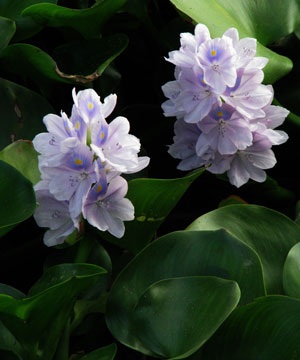 Tết Tây Đô đâu chỉ mỗi mai vàng - 4