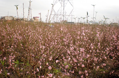 Đào “cười” sớm, quất “ngậm ngùi”  - 5