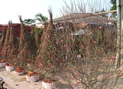 Nhộn nhịp sắc hoa Xuân - 3