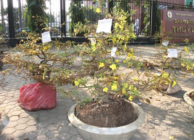 Nhộn nhịp sắc hoa Xuân - 2