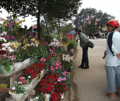 Nhộn nhịp sắc hoa Xuân - 5