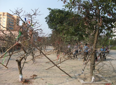 Nhộn nhịp sắc hoa Xuân - 7