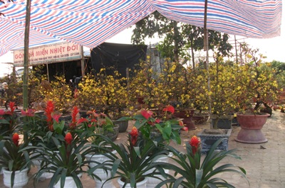 Nhộn nhịp sắc hoa Xuân - 4