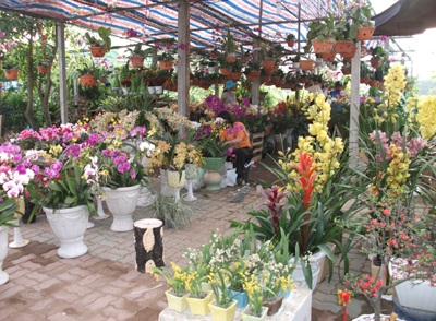 Nhộn nhịp sắc hoa Xuân - 6