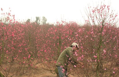 Đào “cười” sớm, quất “ngậm ngùi”  - 2