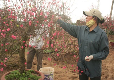 Đào “cười” sớm, quất “ngậm ngùi”  - 3