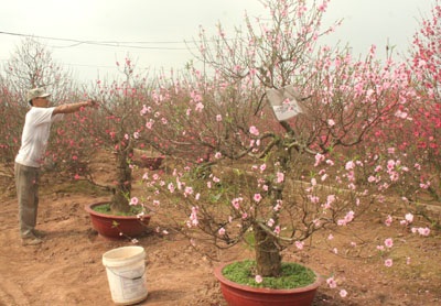 Đào “cười” sớm, quất “ngậm ngùi”  - 1