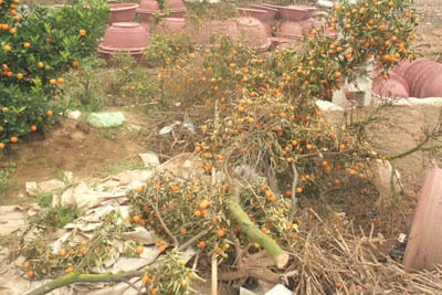 Đào “cười” sớm, quất “ngậm ngùi”  - 6