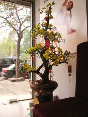 Hà Nội ngọt ngào sắc xuân sớm - 6