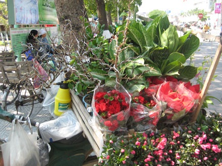 Nhộn nhịp sắc hoa Xuân - 10 Nhộn nhịp sắc hoa Xuân - 10