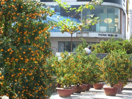 Nhộn nhịp sắc hoa Xuân - 9 Nhộn nhịp sắc hoa Xuân - 9